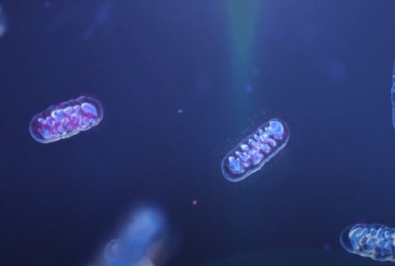 How Alpha Lipoic Acid Can Transform Your Sleep Patterns From Insomnia